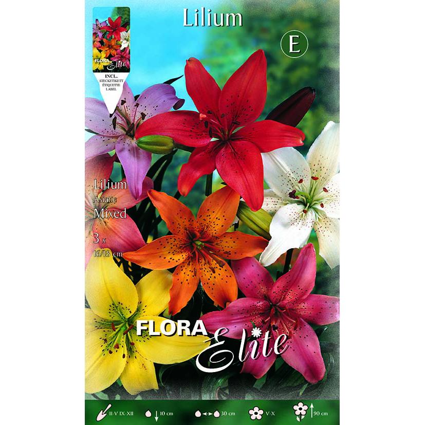 Bulbe Lilium asiatique mélange 2 unités