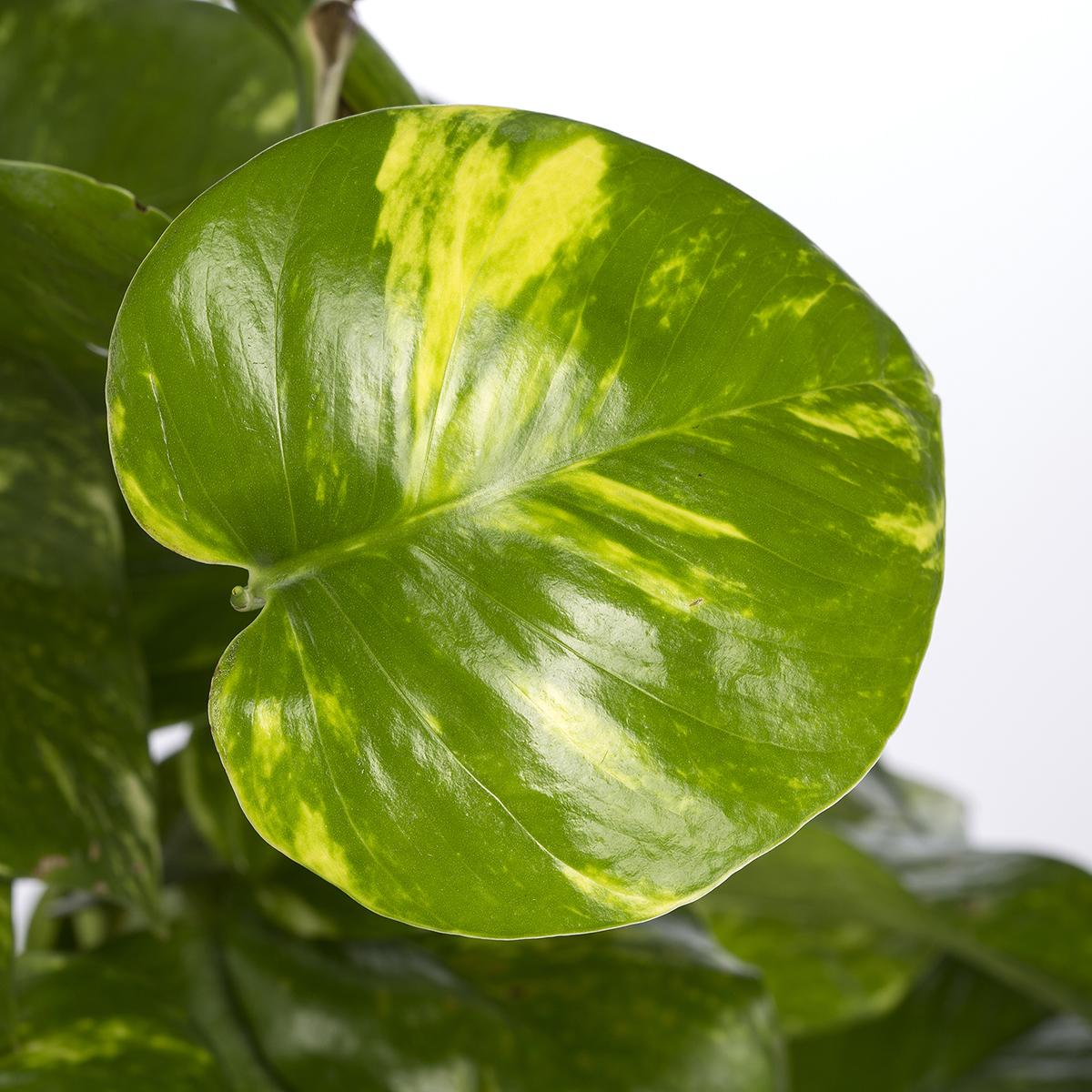 Epipremnum aureum of Poto