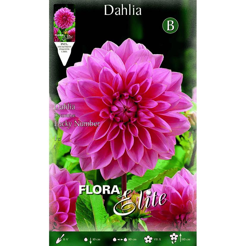 Bulbe de dahlia décoratif rose à grande fleur, 1 unité