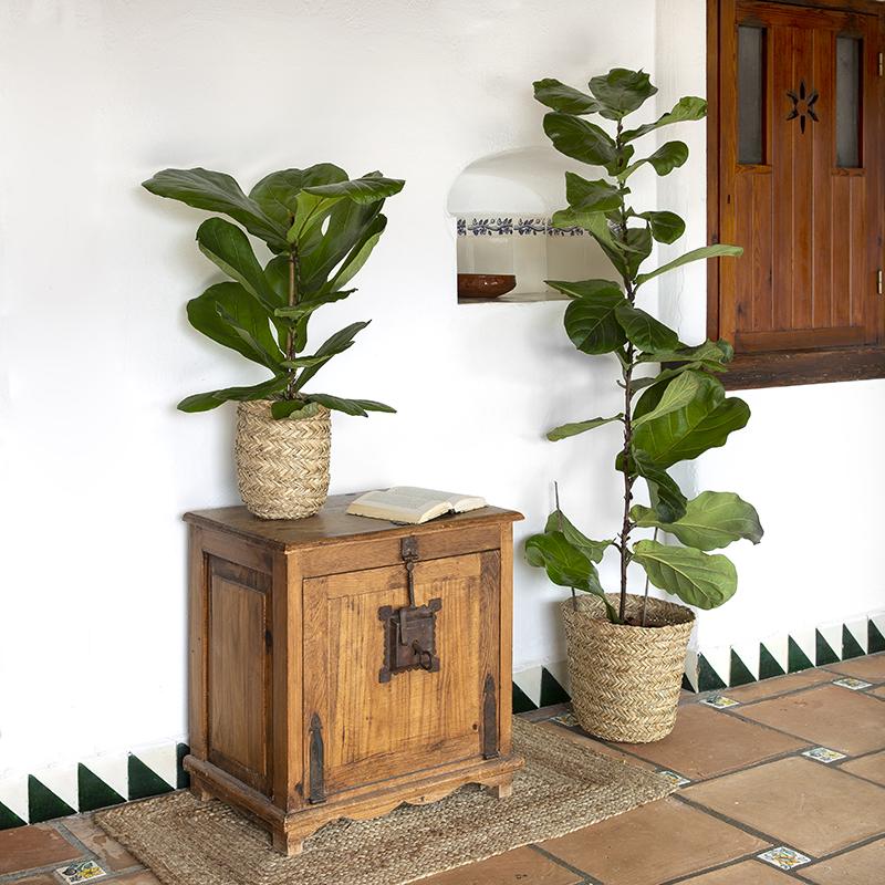 Ficus Lyrata 100-120