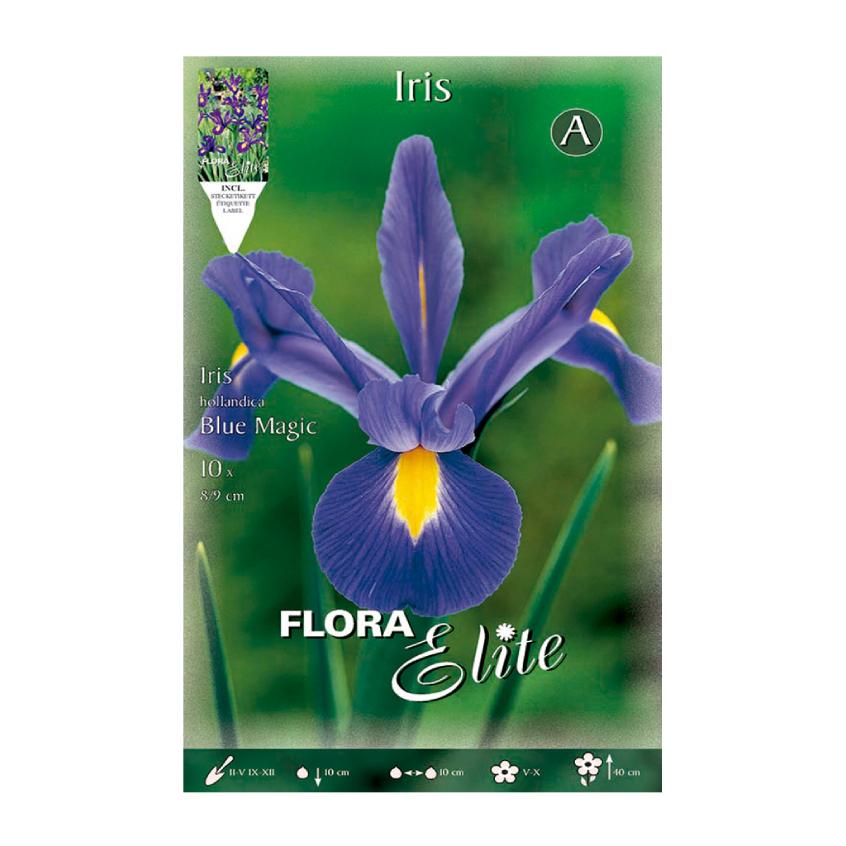 Blaue Iris-Zwiebeln aus Holland 10 Stück