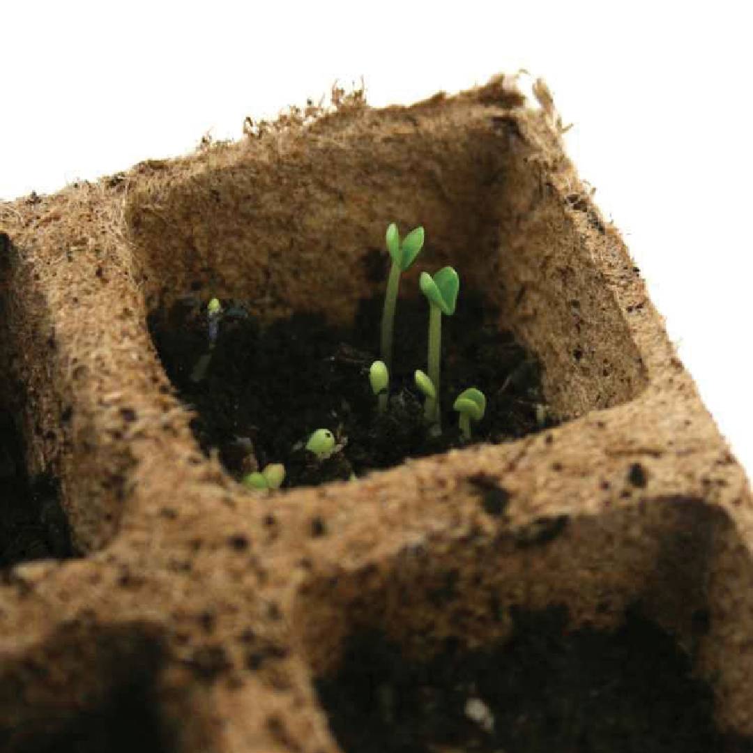 Pack plateau carré en fibre pour lits de semences Planeta Huerto 10 unités