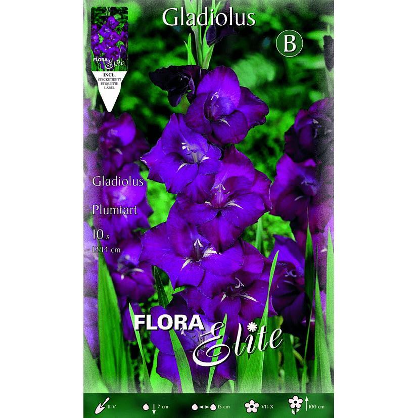 Lila gladiolenbollen 10 stuks