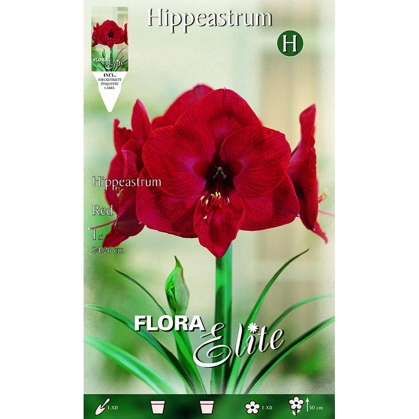 Bulbe d'amaryllis rouge 1 unité