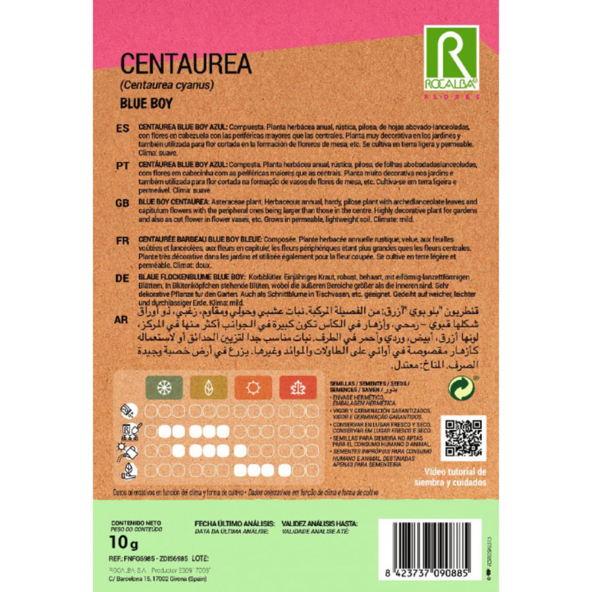 Graines de Centaurea blue boy, bleu