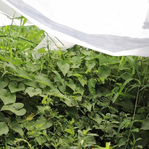 Biotop frost protection crop cover 1.5 x 5 m 30 g/m²