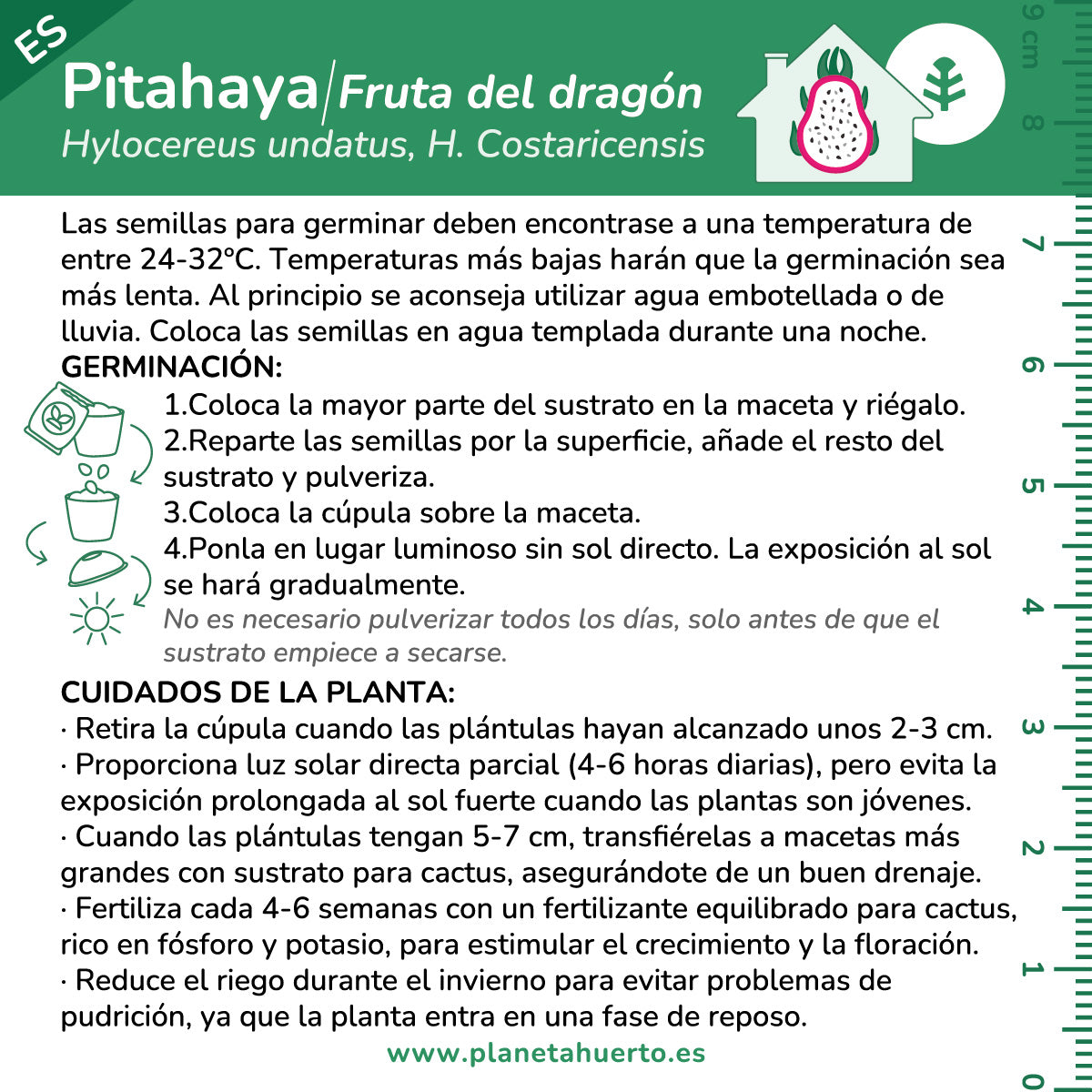 Drakfrukt Pitahaya självodlingssats Planeta Huerto