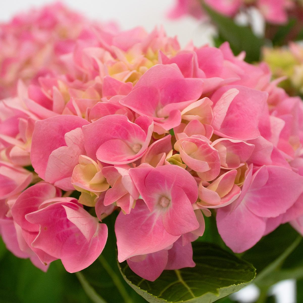 Hortensia Roze 50-60 cm