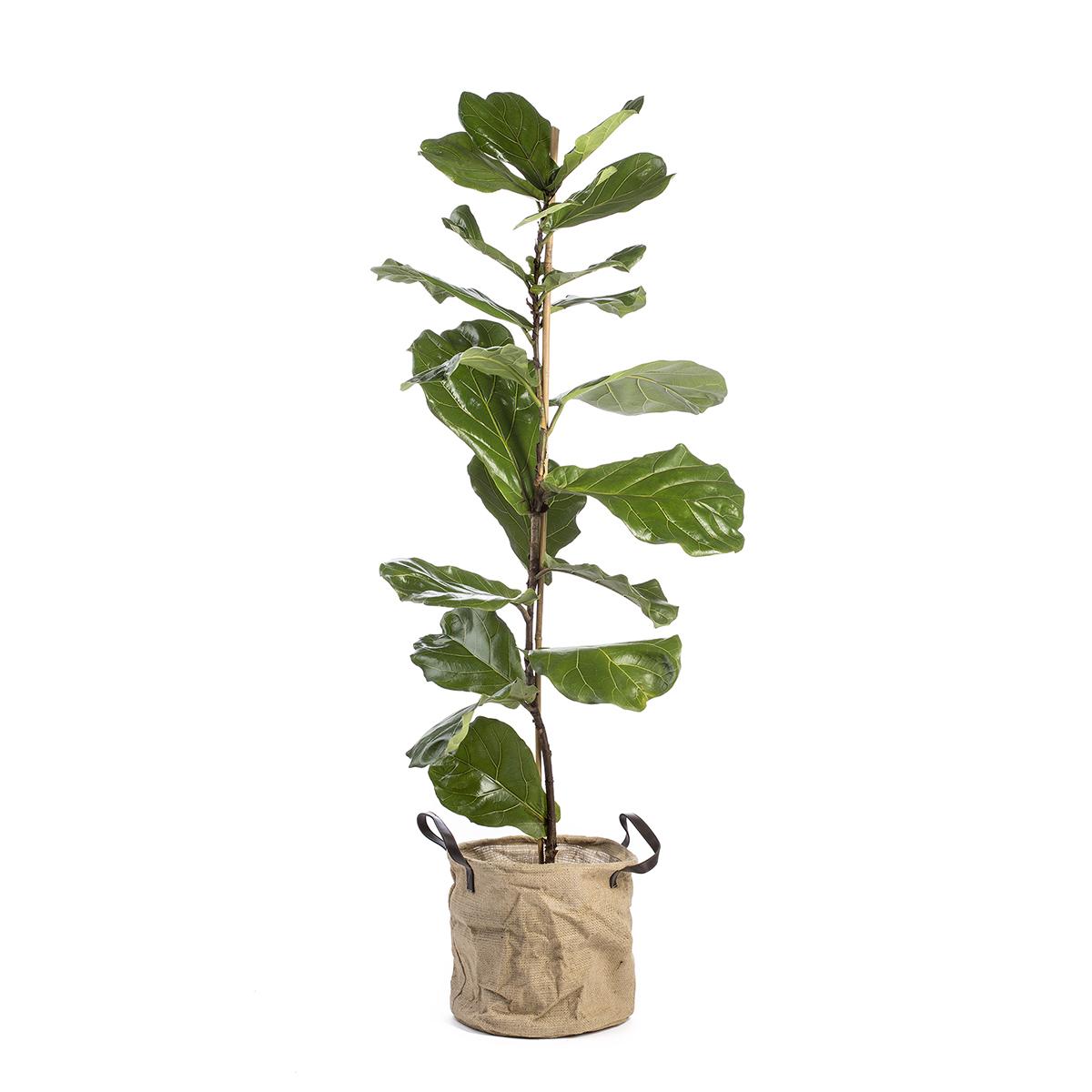 Ficus Lyrata 100-120