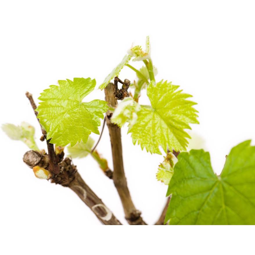 Mini dwarf fruit tree Grapevine - Vitis vinifera