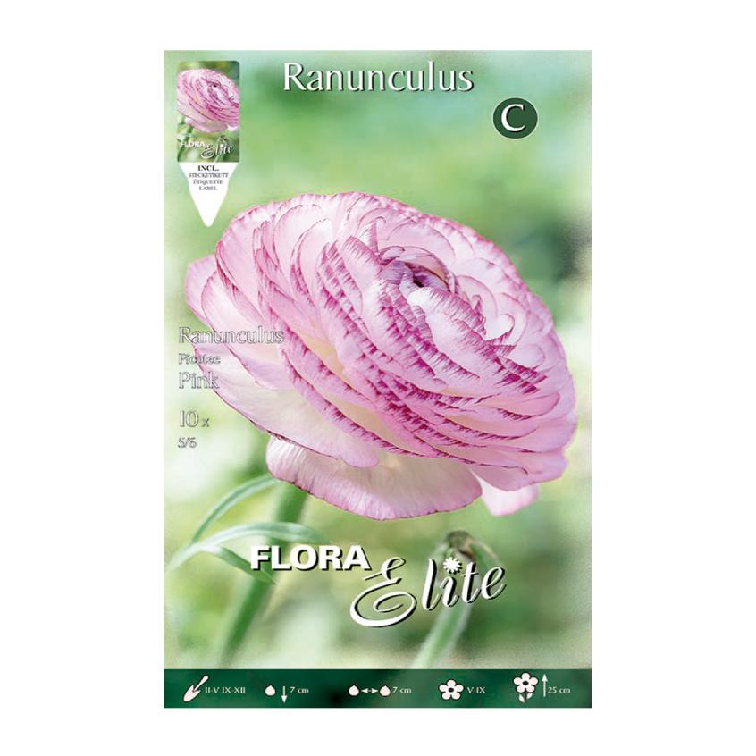 Bulbes de renoncule rose 10 unités