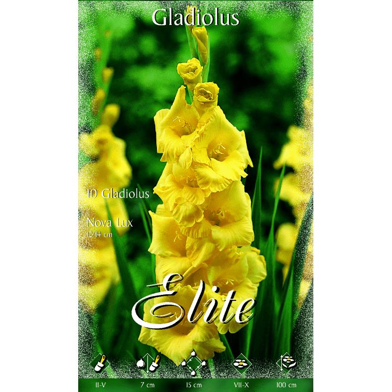 Gul gladioluslök 10 st