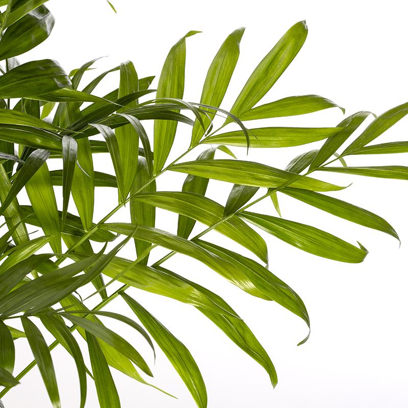 Chamaedorea Elegans o palma da salotto - Altezza 40-50 cm