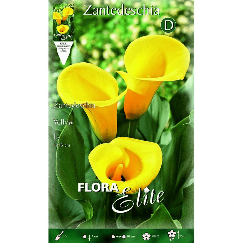 Yellow Calla Lily Bulb 1 pc