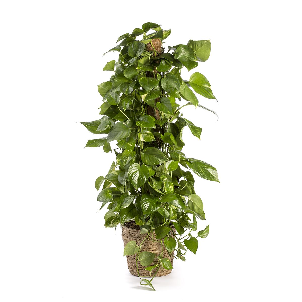 Epipremnum aureum of Poto