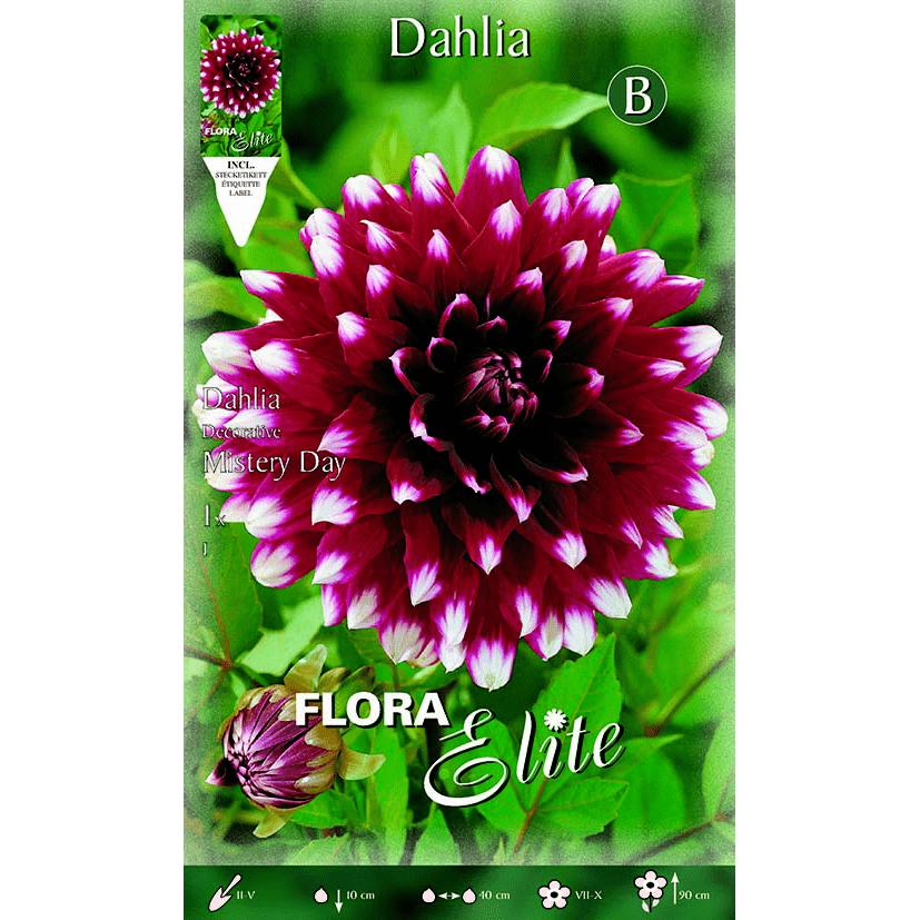Decorative maroon dahlias with white tips, 1 bulb