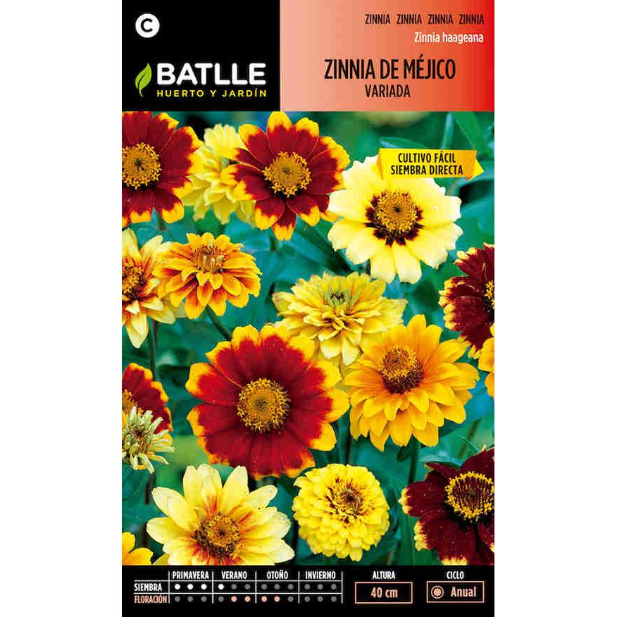 Zinnien-Samen aus Mexiko, gemischt Batlle