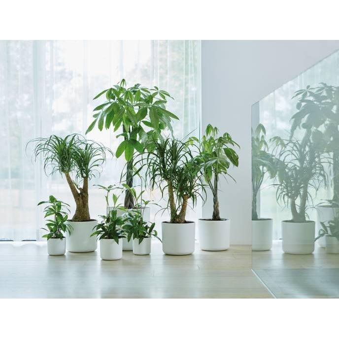 Pot de fleur B.for Soft Round Elho Blanc 18 cm
