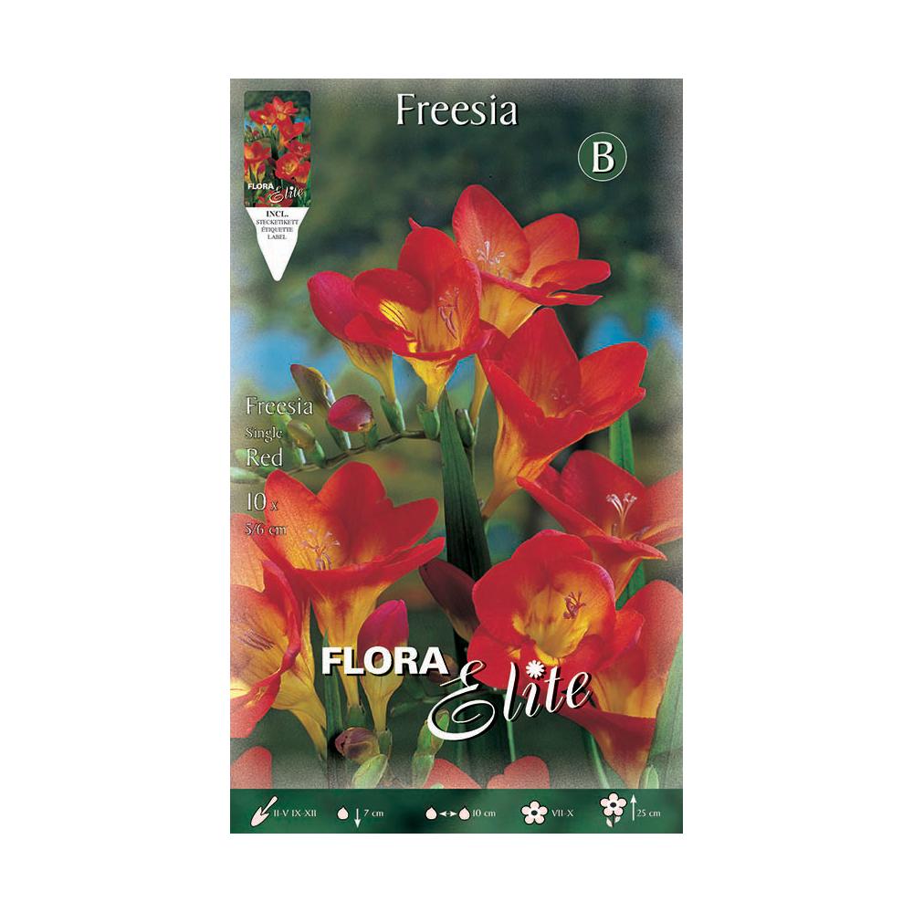 Cebulki frezji czerwonej 10 szt.