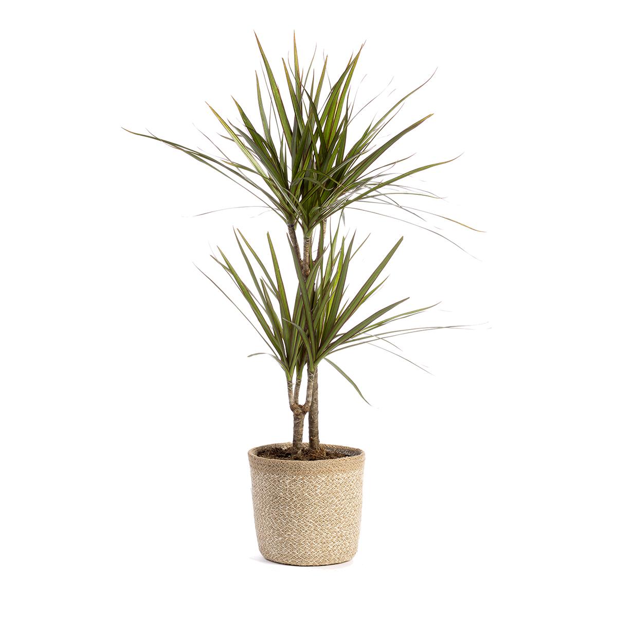 Dracena marginata 150-170