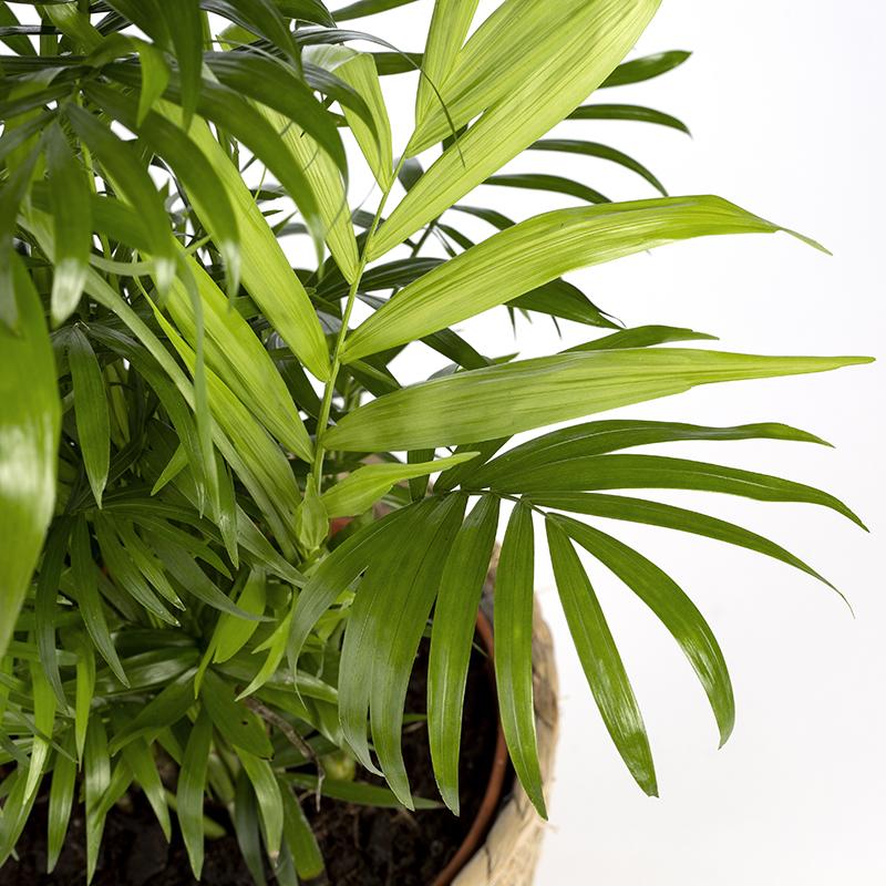 Chamaedorea Elegans o palma da salotto - Altezza 40-50 cm
