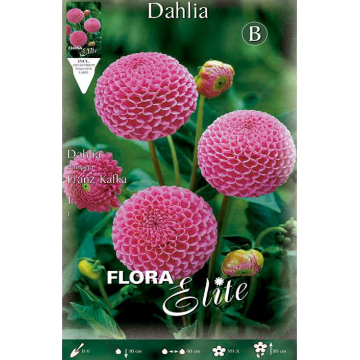 Dahlia Pom Pom rosa lök