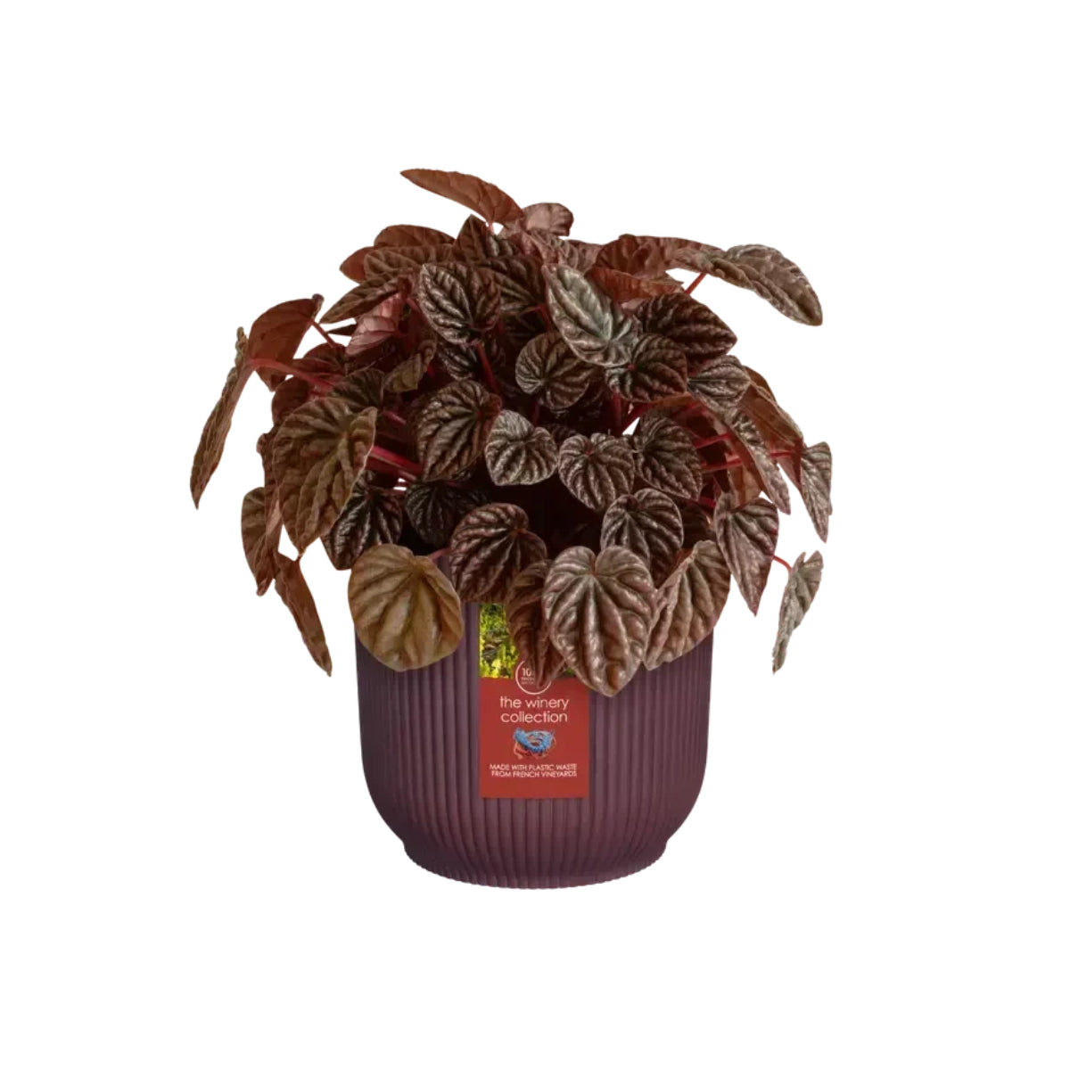 Gerecyclede bloempot Winery bordeauxrood Elho 22 cm