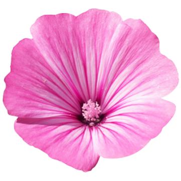 Lavera Basis Sensitive Cleansing Gel 125 ml