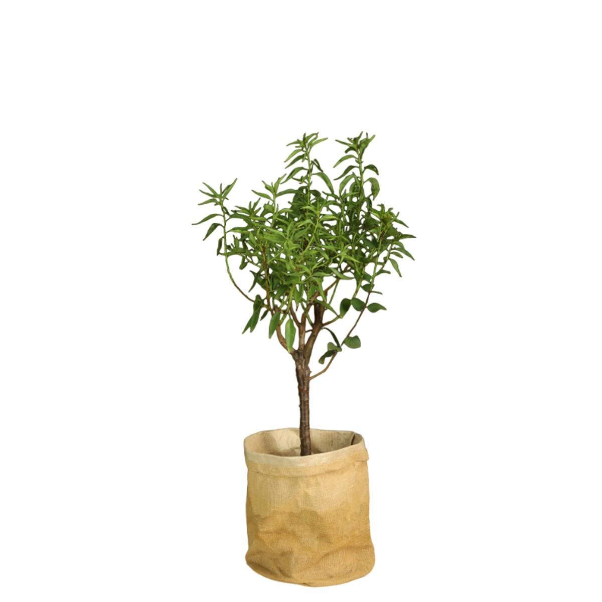 Dvärgfruktträd i miniformat Mandelträd - Prunus dulcis
