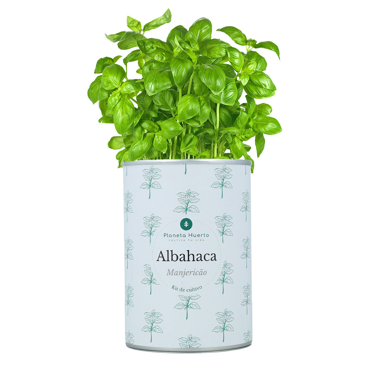 Kit per la coltivazione del basilico aromatico Planeta Huerto