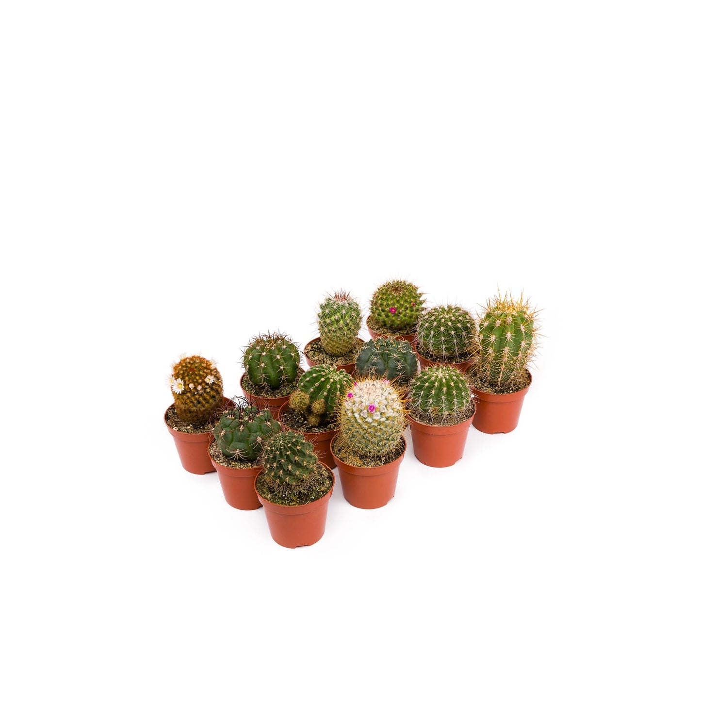 Cactus Tray 5.5 cm 20 und