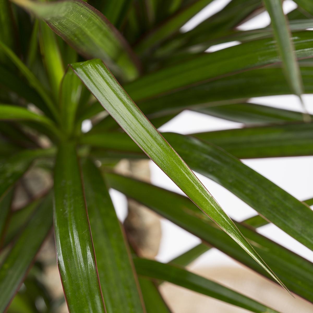 Dracena marginata 150-170