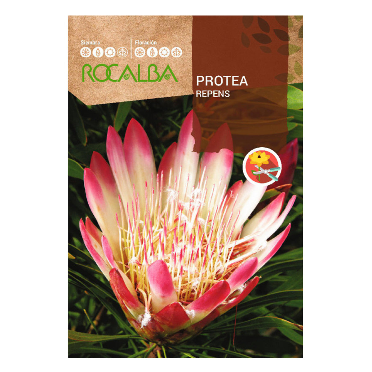 Proteasfrön Repens, Rocalba
