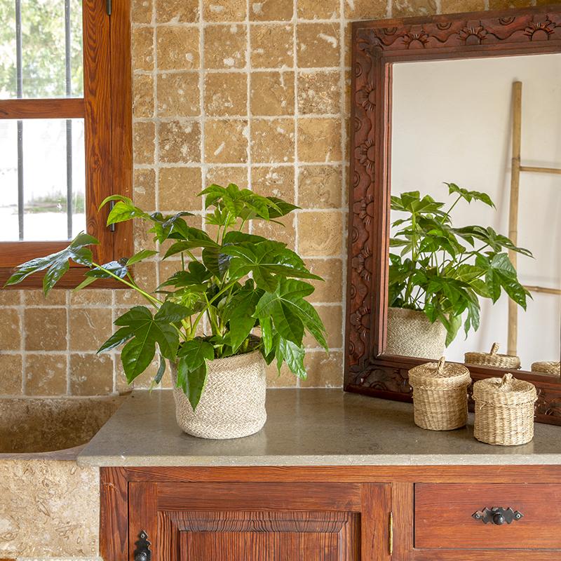 Fatsia japonica lub Aralia - Wysokość 30-50 cm