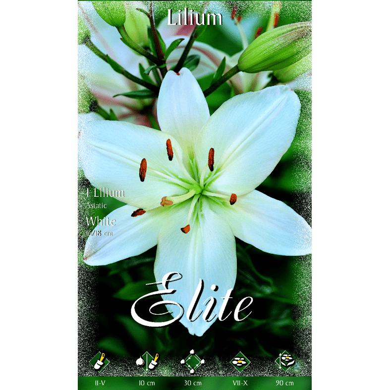 Weiße asiatische Lilienknolle, 2 Stück
