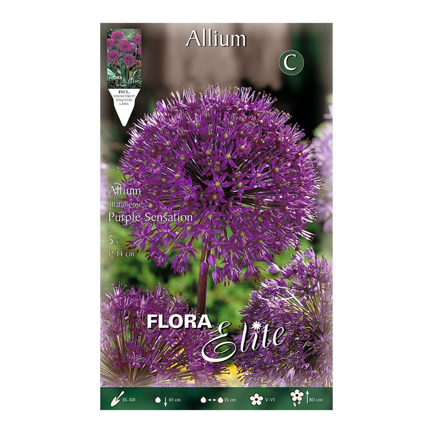 Purple Allium aflatunense bulbs, 5 pcs