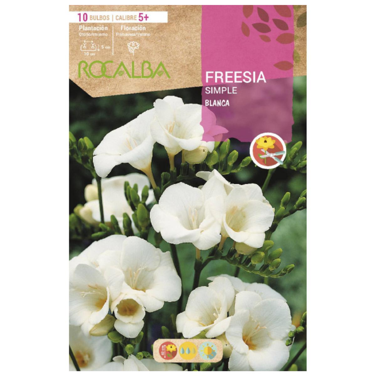 Bulbe de freesia simple blanc 10 unités Rocalba
