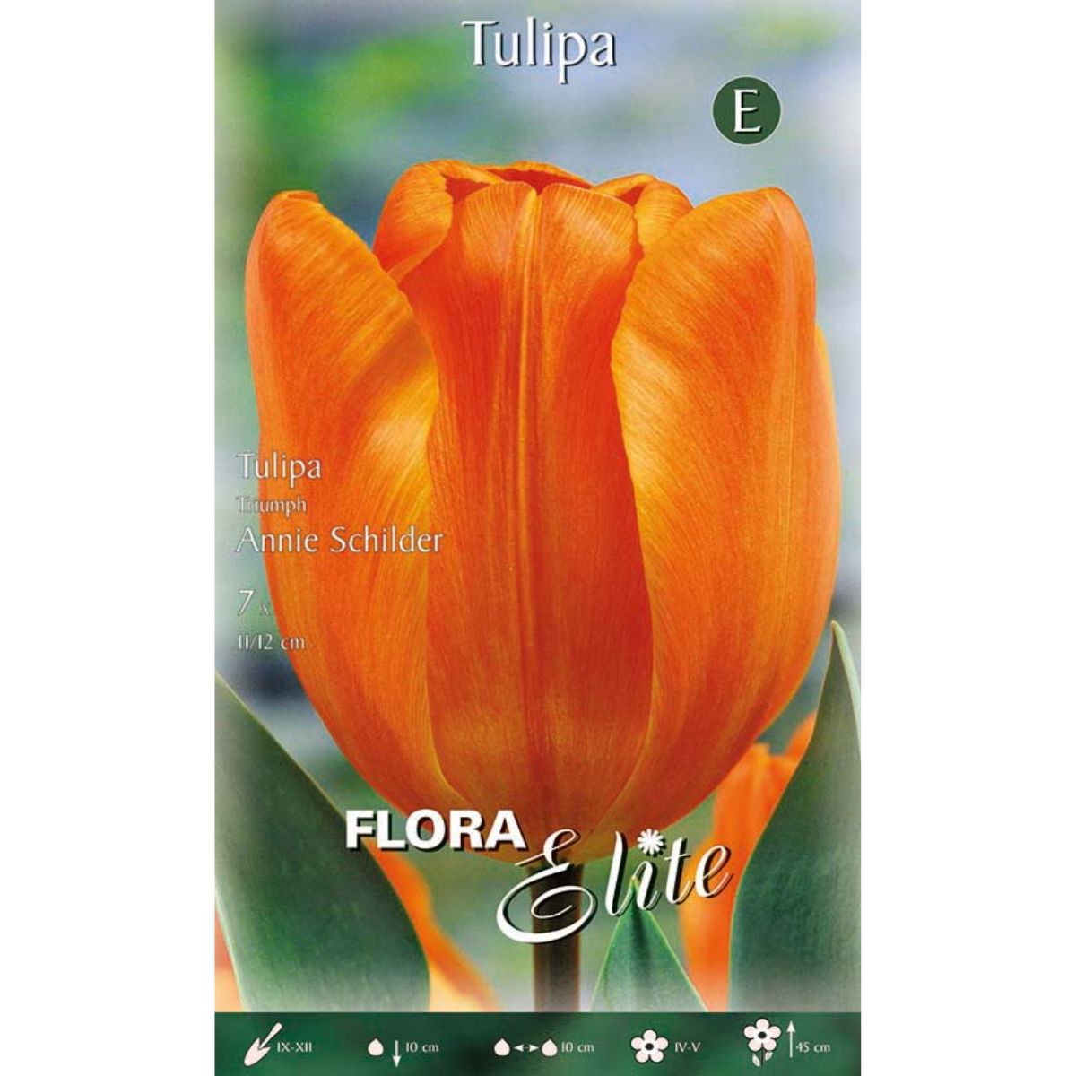 Oranje tulpenbollen 7 stuks