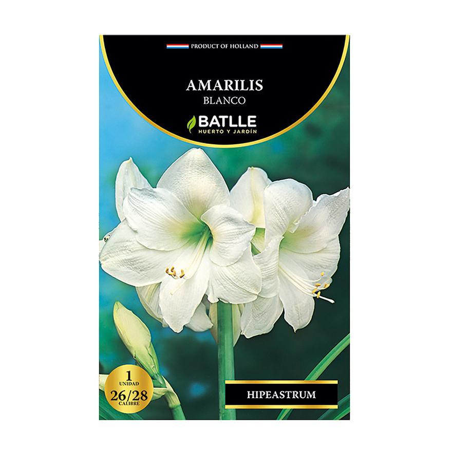 White Amaryllis Bulbs, 5 pcs