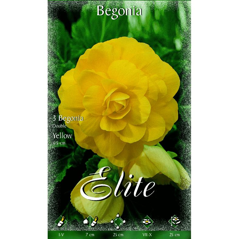 Cebulka begonia podwójna żółta 3 szt.