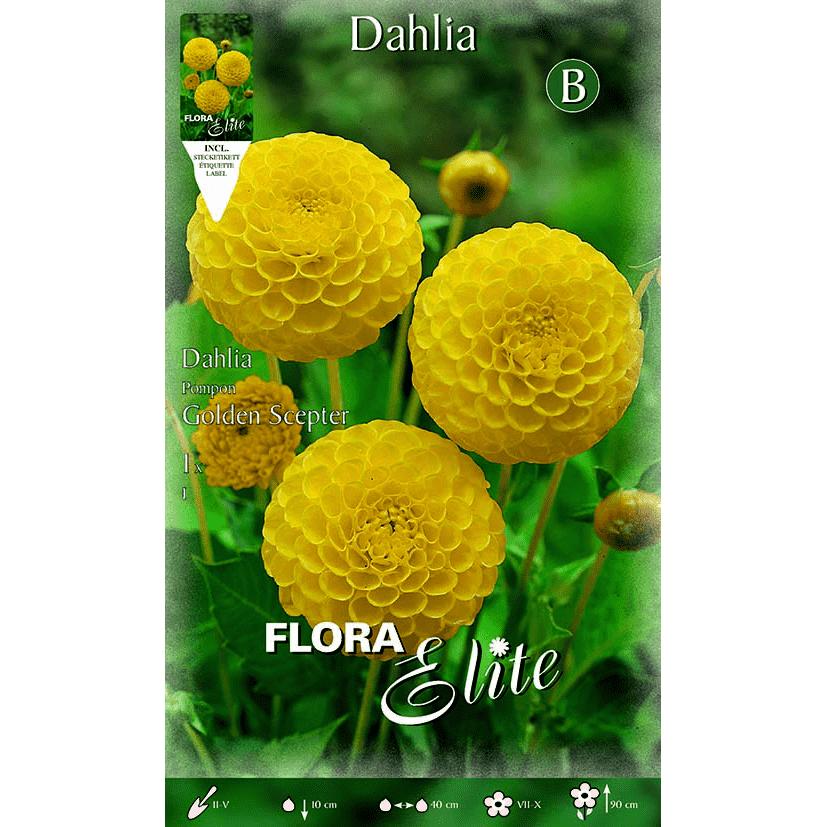 Yellow Pom Pom Dahlia bulb