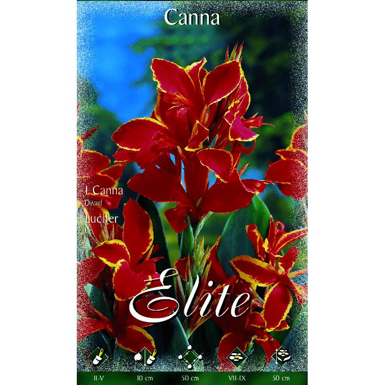 Red Canna Bulb with Yellow Edge and Dark Leaves