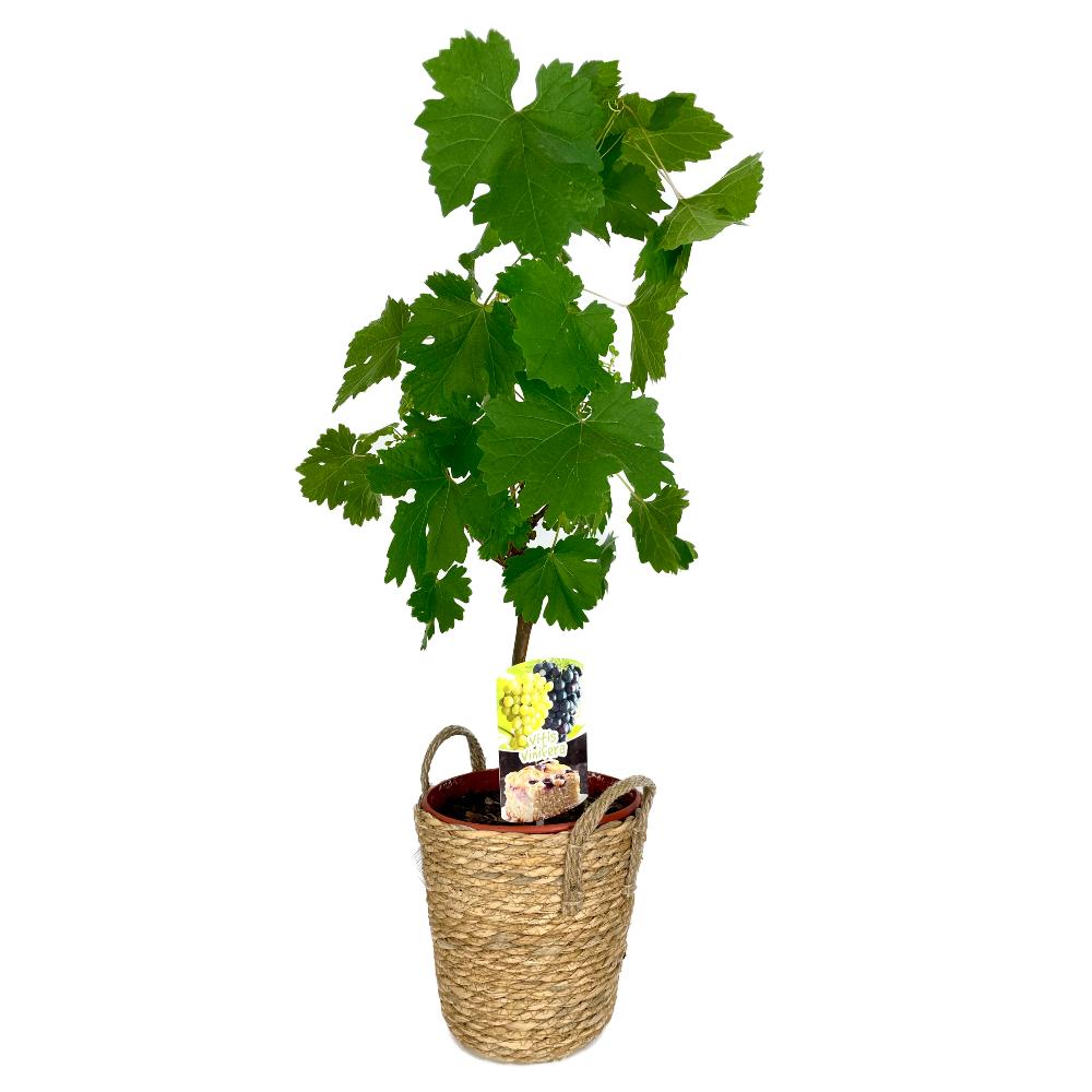 Mini dwarf fruit tree Grapevine - Vitis vinifera
