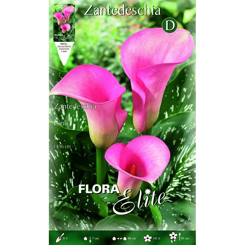 Pink Calla Lily Bulb 1 pc