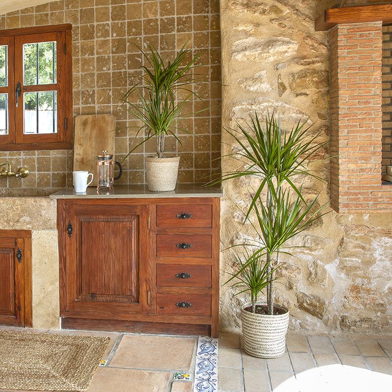 Dracena marginata 70-90