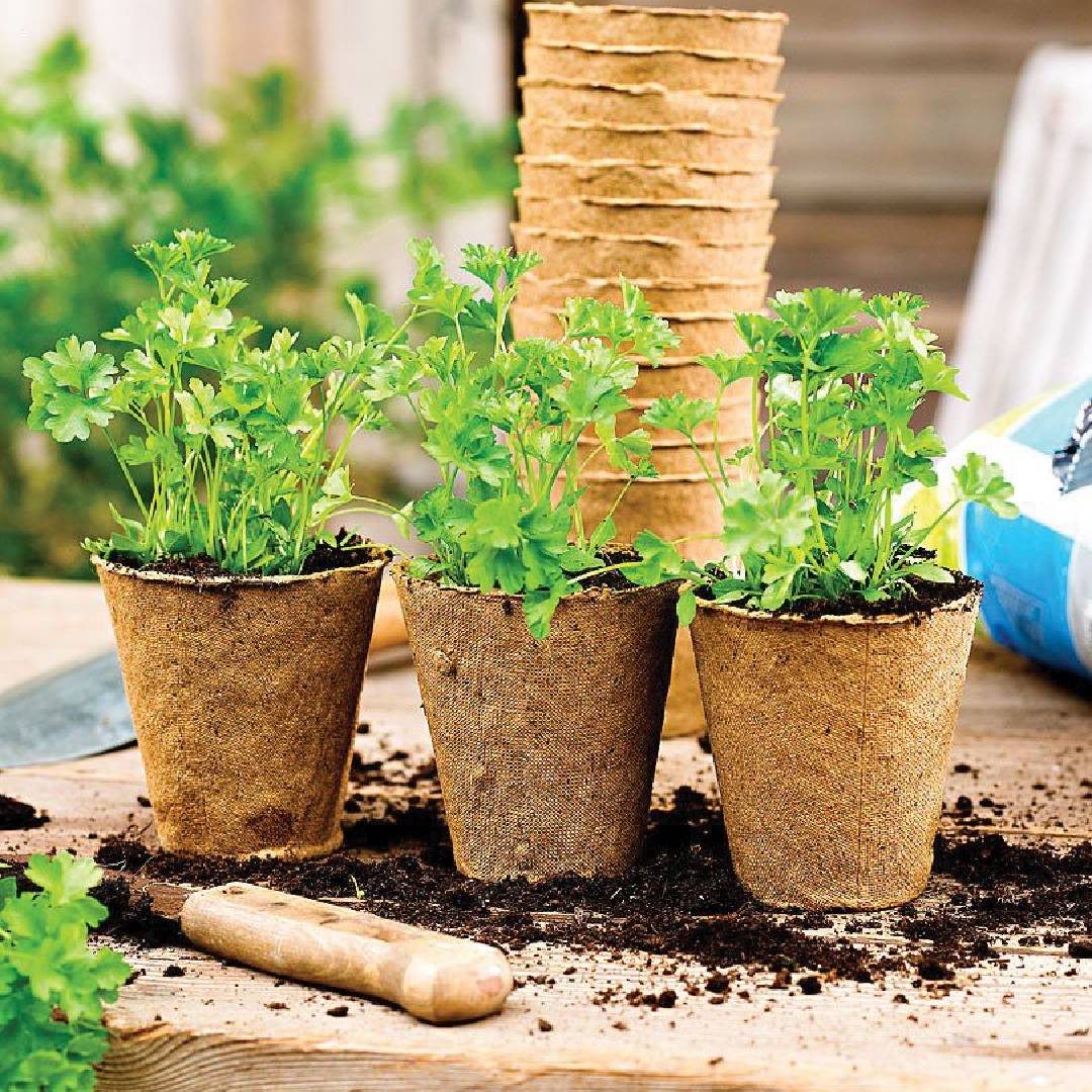 Maceta Semillero biodegradable Planeta Huerto 24 uds