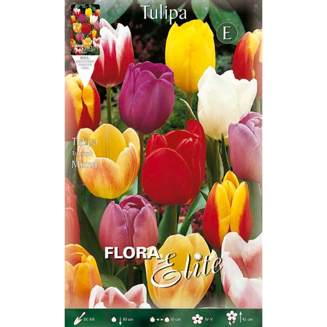 Tulpenzwiebeln, Mischung, 7 Stück