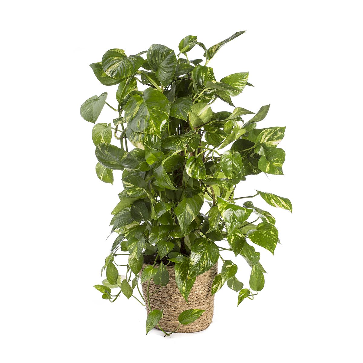 Epipremnum aureum of Poto