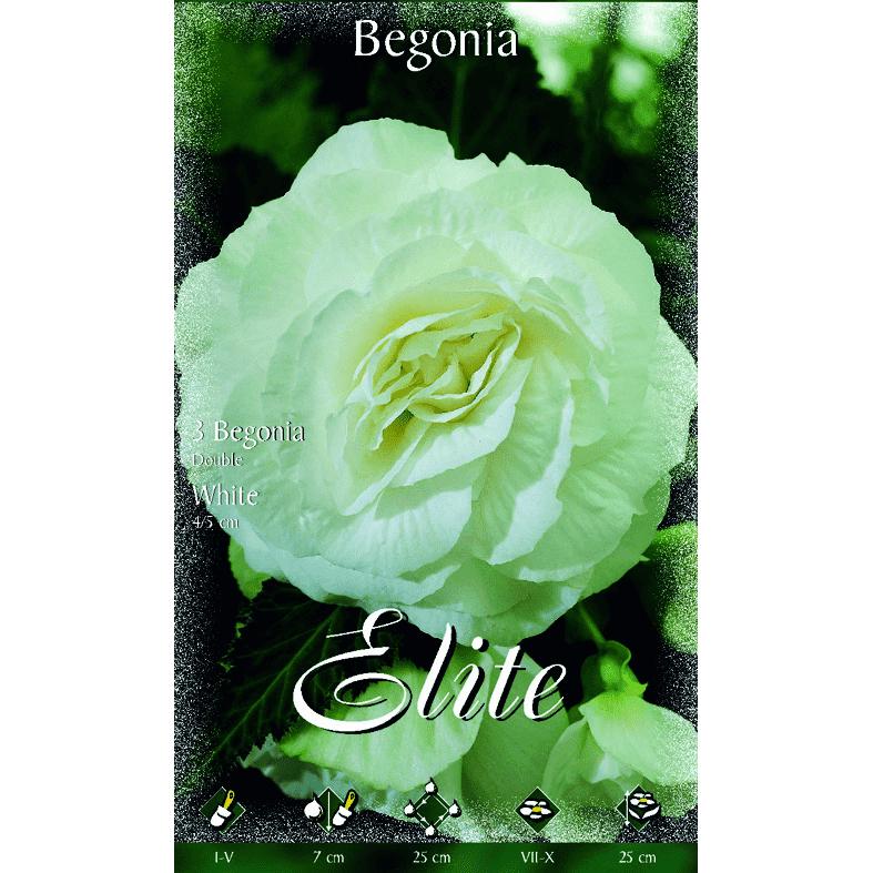Begonia-lökar, dubbla vita, 3 st.