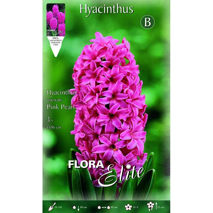 Hyazinthenknollen in kräftigem Rosa 3 Stück